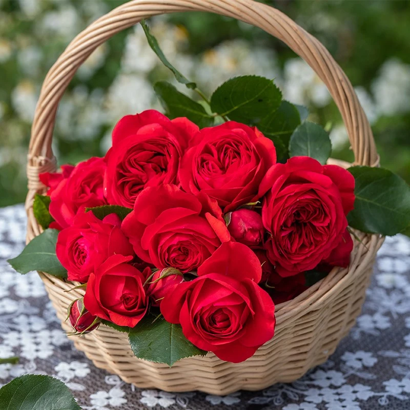 中苗红色大花欧月红苹果多季开灌木月季花苗阳台玫瑰花盆栽花卉