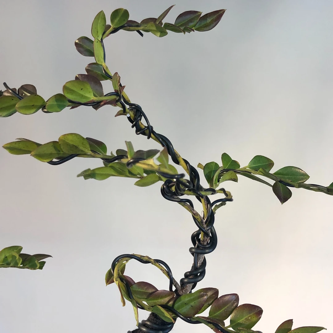 盆景一物一拍广东正宗小叶紫檀盆栽雅室绿植盆景直播小型盆栽 2