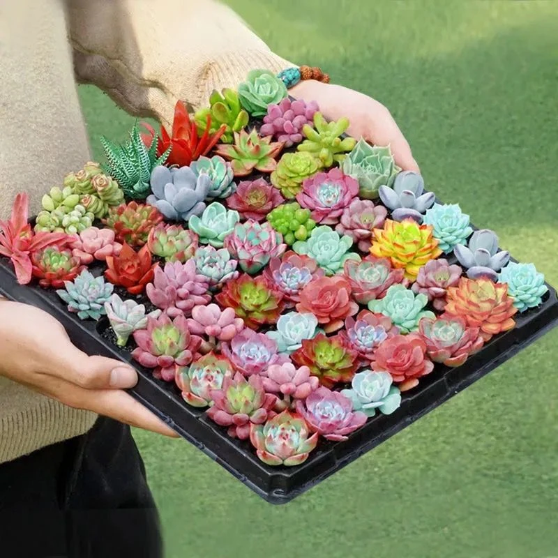 肉多肉植物组合盆栽小绿植花卉玉露大颗好养包邮带盆多头金毛狗蕨