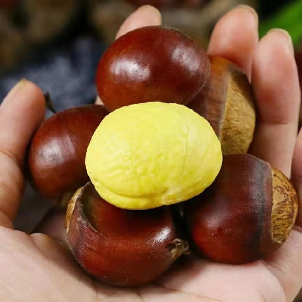 新鲜板栗湖北罗田板栗2025饱满新鲜板栗精选大果3斤5斤粉糯香甜