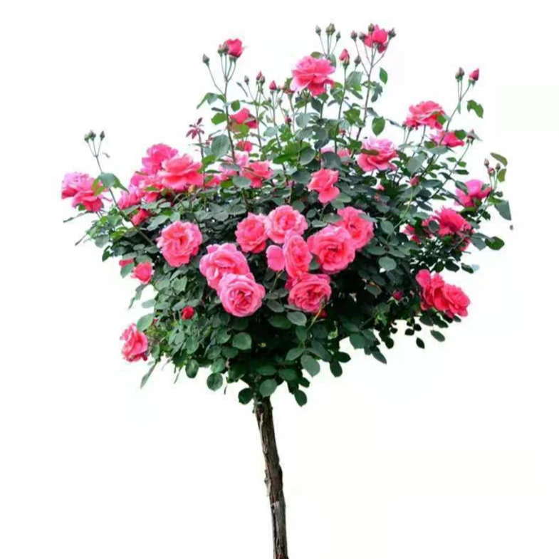 WABSHUOGUO/宛硕果南阳树状月季生产批发基地 粉扇绯扇 园林绿化