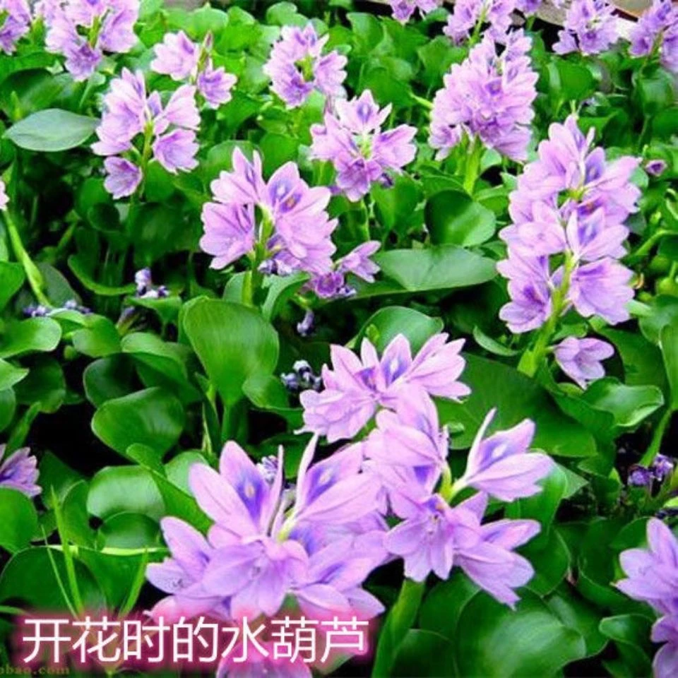 水葫芦基地新鲜苗池塘园林庭院鱼缸造景净化水质养鱼养龟水培植物