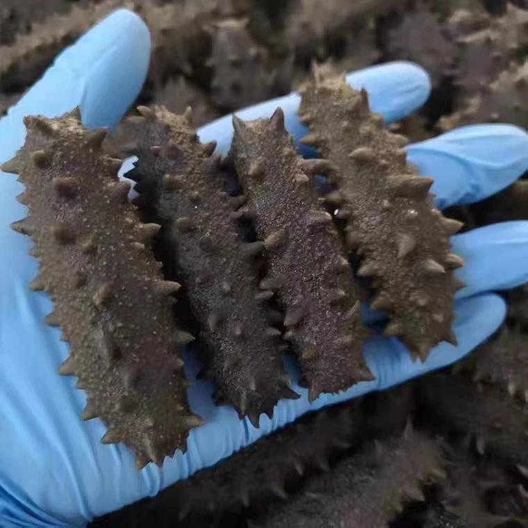 【年货节】侯大叔海参拉缸盐半干海参滋补海参批发500G