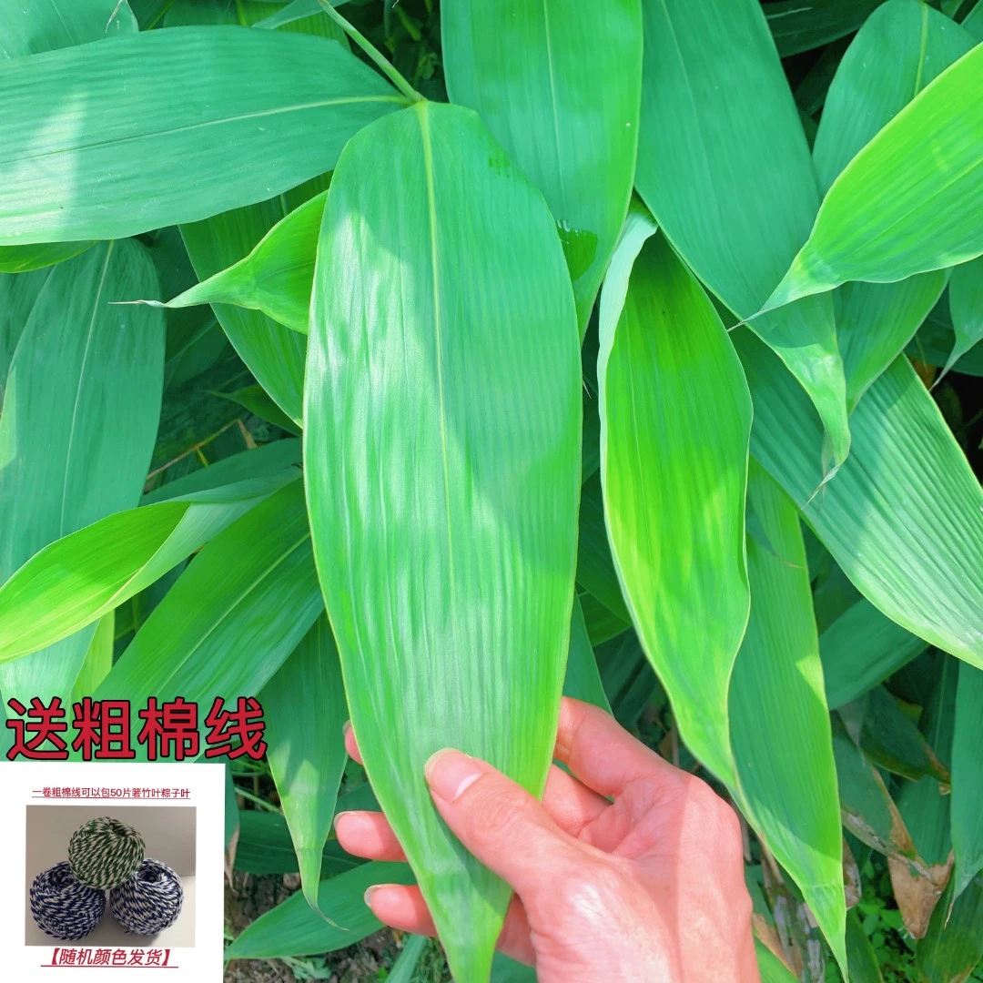 现摘新鲜粽子叶精选野生箬竹叶 端午包粽子的叶子真空包装约250克
