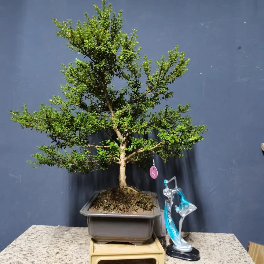 万佛山珍珠黄杨观叶观杆盆景绿植室内庭院植物