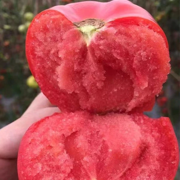 番茄种子苗大西红柿种籽菜苗秧苗蔬菜孑子小矮生大全菜种春季