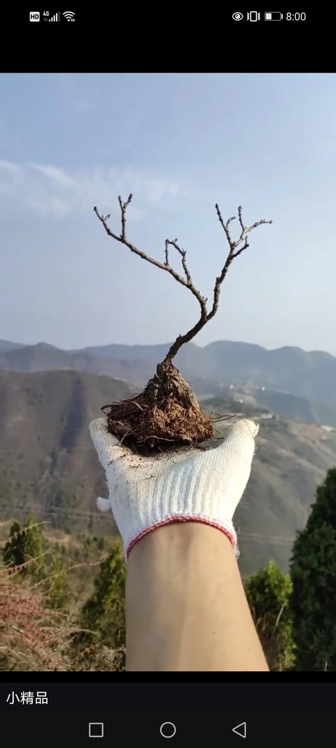 香山红叶黄栌 盆景素材
