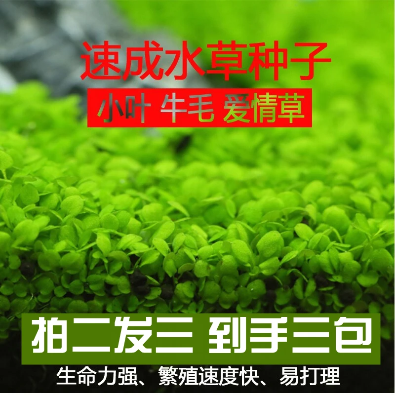 水草种子孑植物活真草草缸鱼缸造景套餐牛毛草水草籽简单庭院