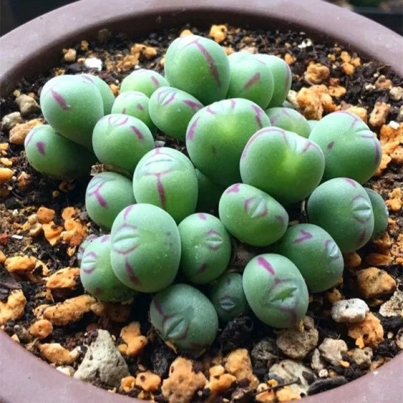 口笛番杏科群生多头萌肉肉多肉植物室内组合盆栽绿植花卉肉锥