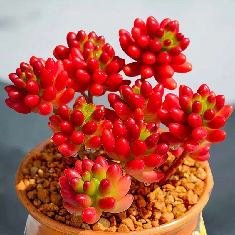 室内虹之玉老桩多肉花植物组合盆栽超萌新手好养肉肉稀有品种新款