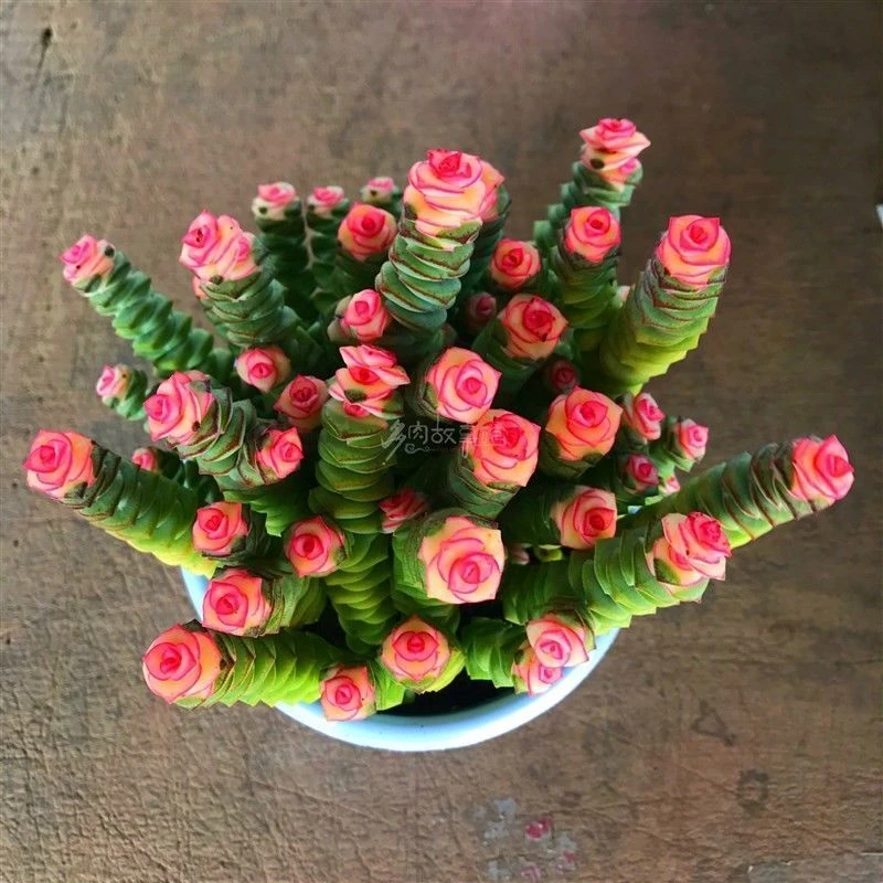 彩色钱串多肉植物室内新手好养肉肉钱串子稀有品种盆栽花卉防辐射