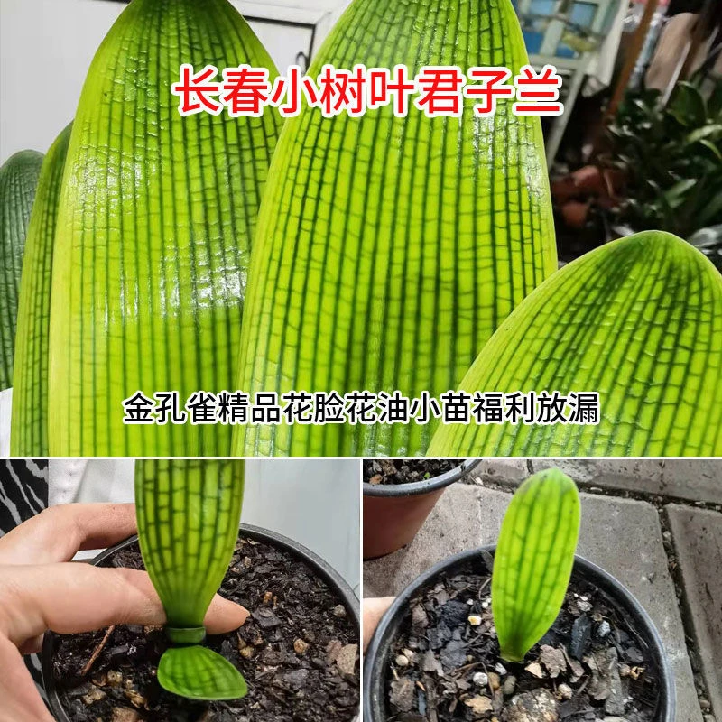 长春小树叶君子兰金孔雀精品花脸花油小苗福利放漏
