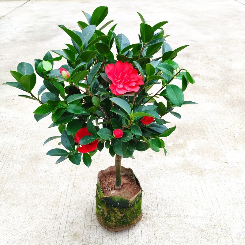 四季重瓣夏日系列大型花主室内盆栽好养植物阳台花卉庭院大棵精选