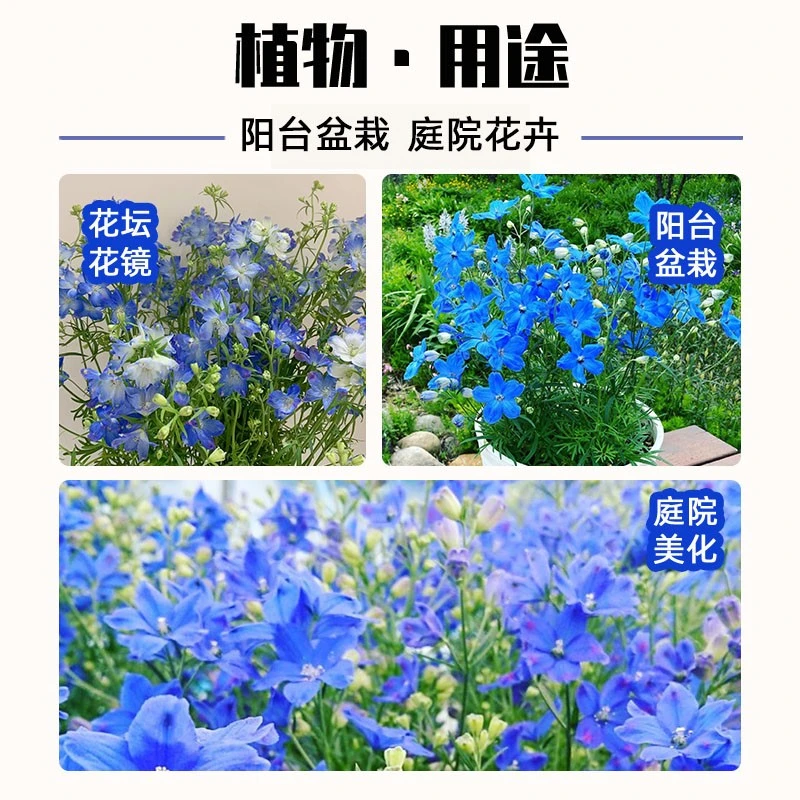 千鸟草种子籽耐寒庭院野花阳台盆栽四季蓝色易种春播多年生开花