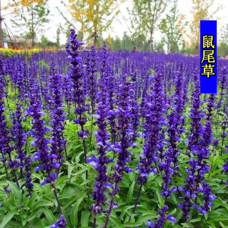 鼠尾草种子多种颜色四季阳台庭院绿化美观易种花卉种子多年生花海
