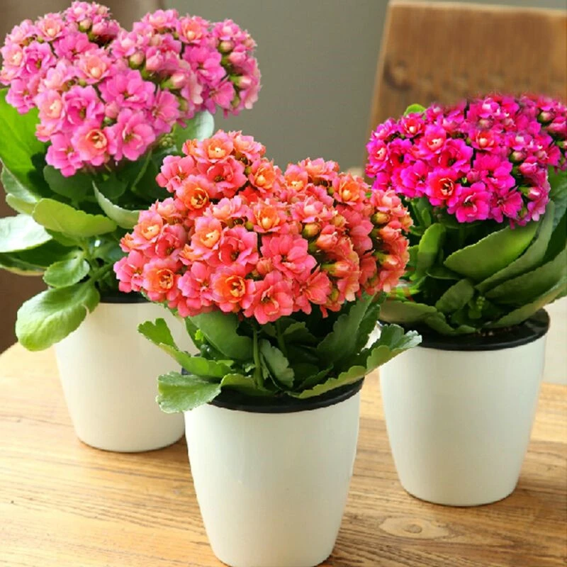 重瓣长寿花种子四季花种子花卉种子花种庭院阳台盆栽种子花卉花籽