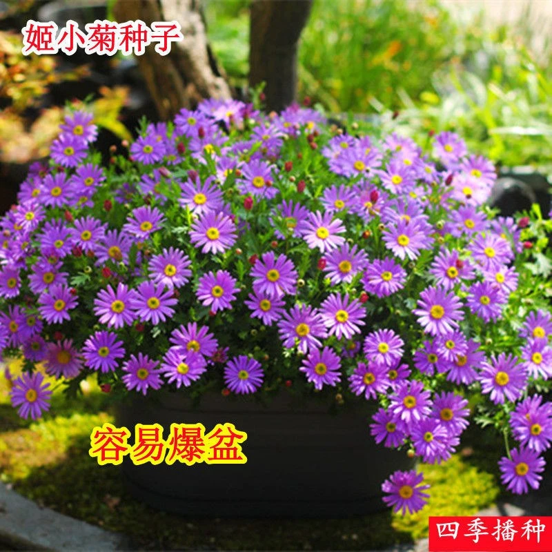 玛格丽特花种子四季菊花阳台庭院盆栽花籽重瓣姬小菊多年生花种孑