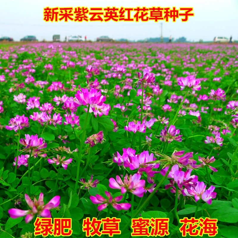 紫云英种子翘摇绿肥牧草可食用花蜜蜂蜜源草籽红花草四季果园牧草