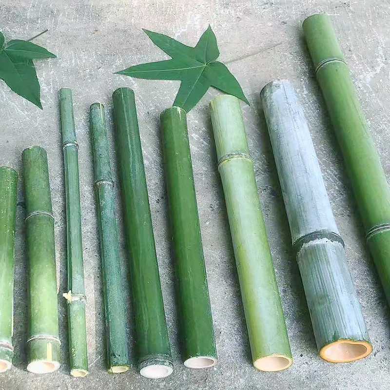 新鲜竹段竹节竹棒小竹子婚庆花艺装饰园林支架果园支撑大小短竹筒
