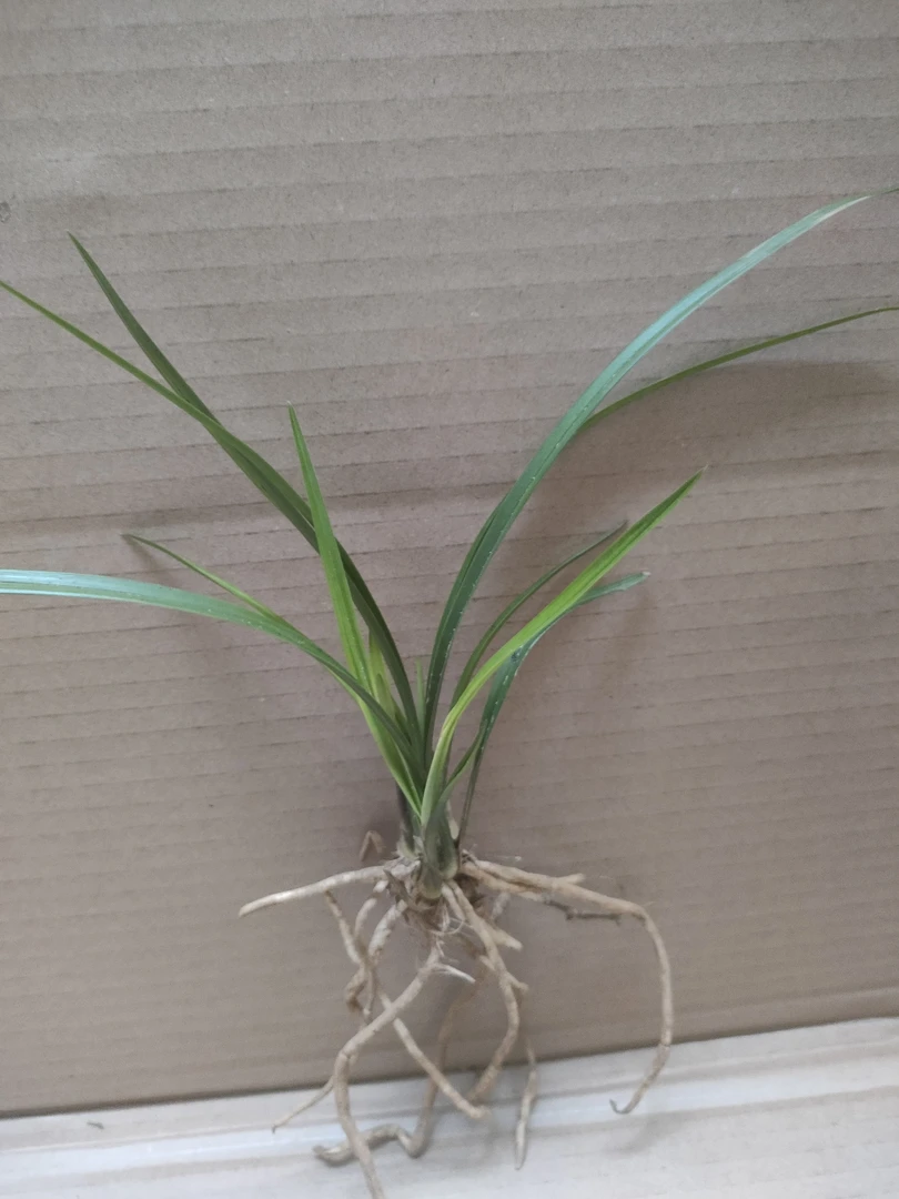 兰花春兰蛇皮斑,满50包邮