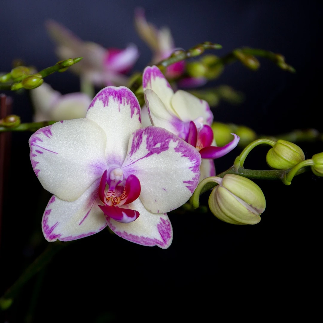 成进祥精选【蝴蝶兰-绿闪电】 趣味客厅前台办公室鲜花蝴蝶兰盆栽