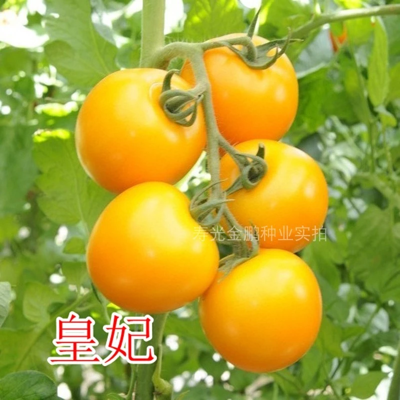 黄色番茄种子特色大黄西红柿种籽种苗沙瓤口感好硬度高包邮皇妃