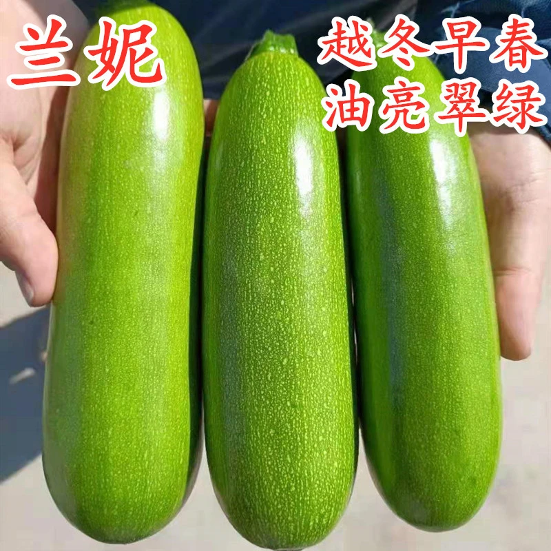 西葫芦种子角瓜茭瓜种籽抗病毒油亮翠绿四季蔬菜高产兰妮