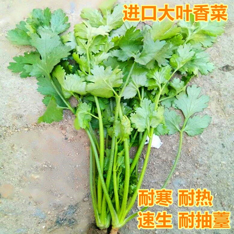 种子芫荽种子四季蔬菜空心菜种子大面积种植庭院阳台艾草高产包邮