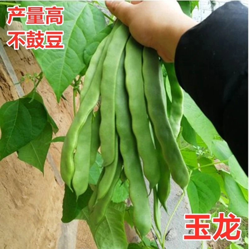 荷兰玉龙芸豆种子宽芸豆 油豆角架扁豆种籽早熟高产蔬菜豆角 玉龙