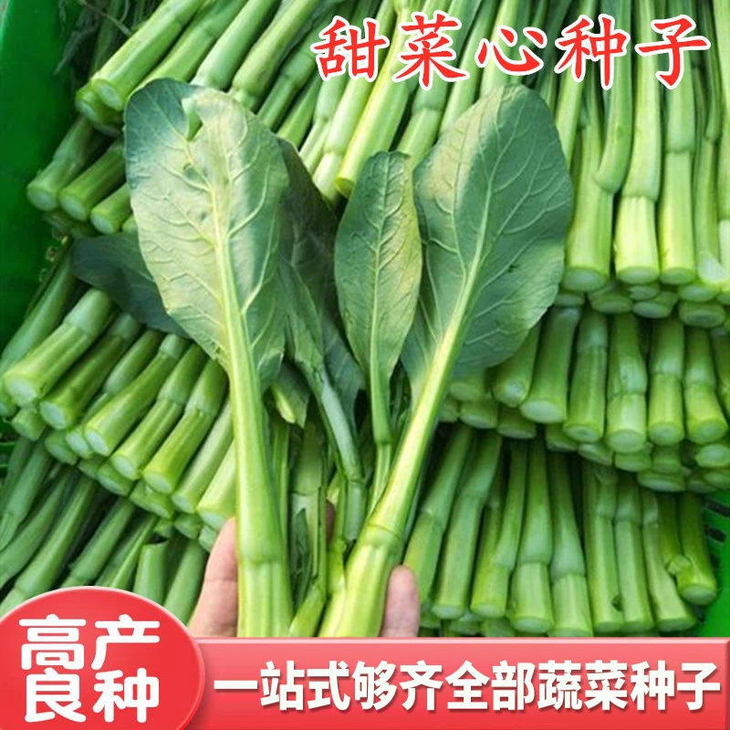 菜心种子甜菜心种籽油青菜苔薹四季广东四九菜心高产四季蔬菜包邮