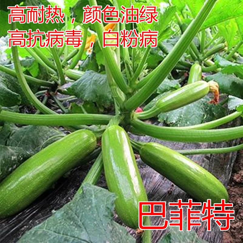 西葫芦种子角瓜茭瓜绞瓜种籽耐热抗病毒抗白粉颜色油绿翠绿巴菲特