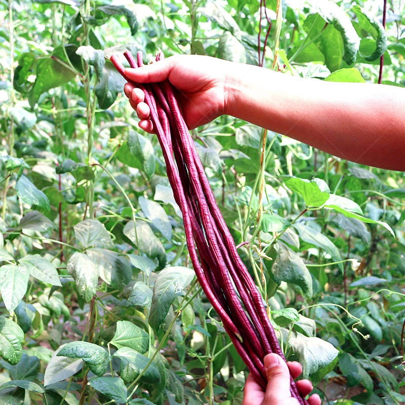 特长春秋红豇豆种子 豆角种籽 四季豆架豆早熟红色长豆角高产