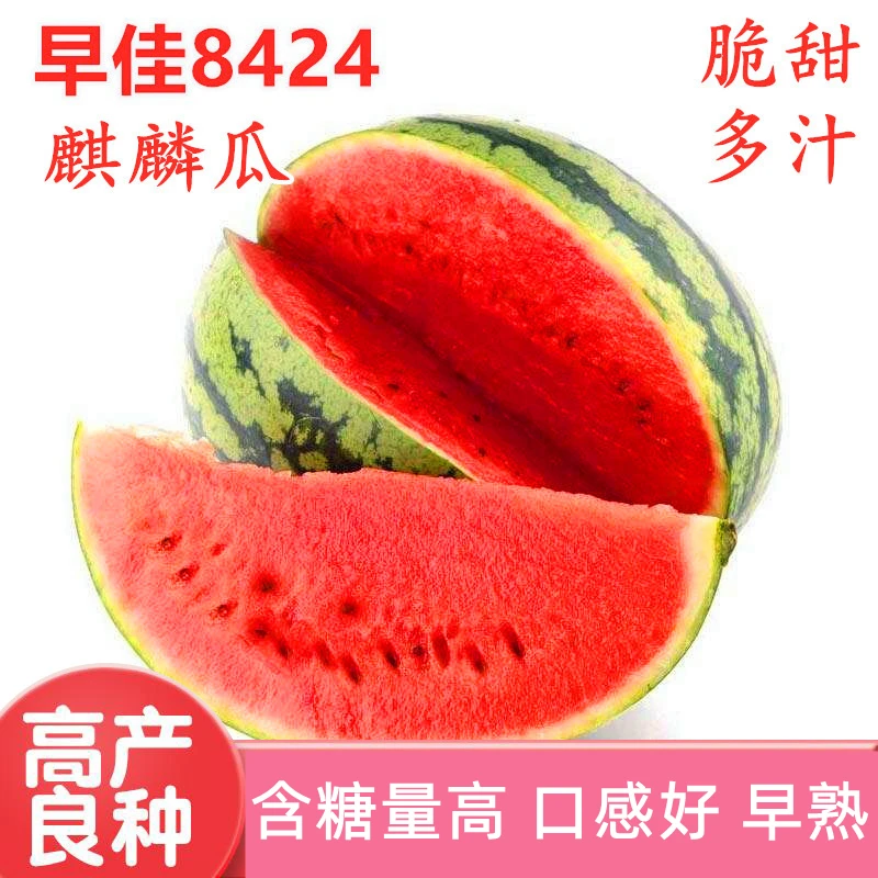 早佳8424西瓜种子麒麟瓜种籽礼品甜瓜糖度高脆甜口感好不裂果