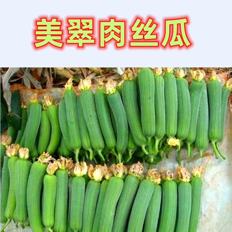 肉丝瓜种子线丝瓜种籽香丝瓜籽短丝瓜四季蔬菜种子高产美翠