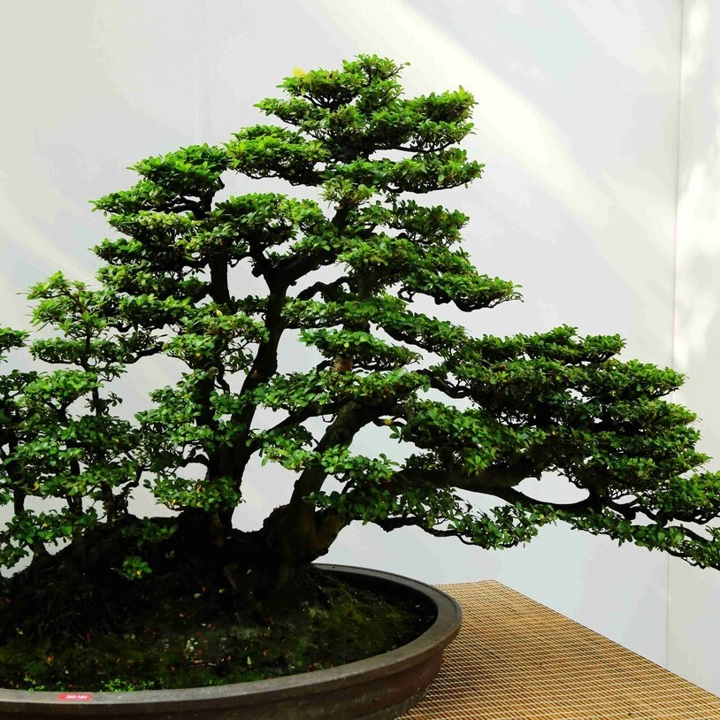 华年园艺一号 白蜡 雀梅 赤楠