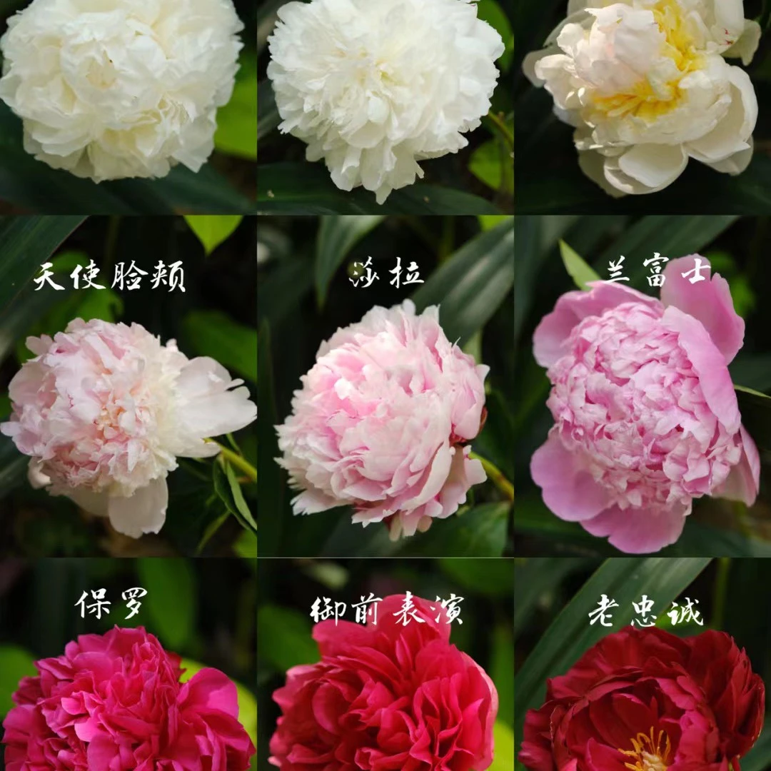 【直播间一物一拍】芍药 牡丹 以实际为准