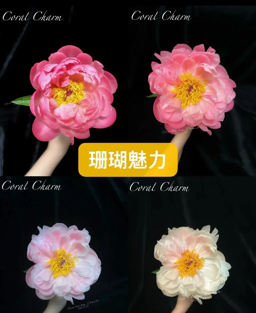 进口芍药种苗 珊瑚魅力【秋季裸根发货，包对版】