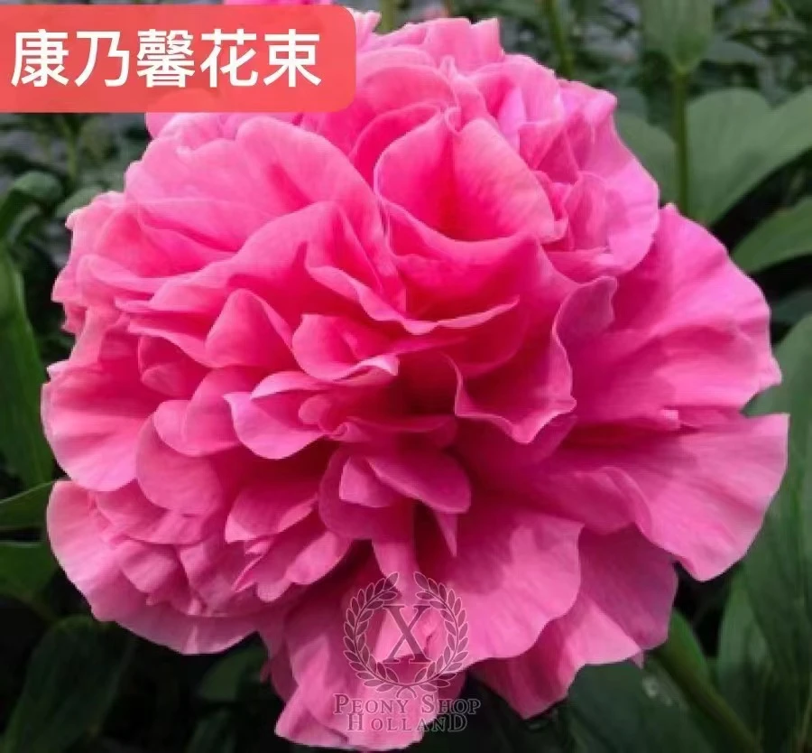进口芍药种苗 康乃馨花束 【秋季裸根发货，包对版】
