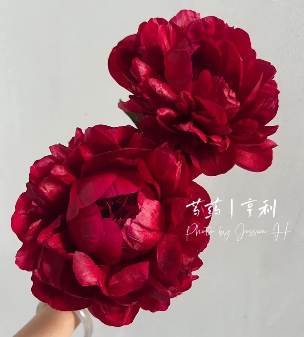 进口芍药种苗 亨利博克斯托克【秋季裸根发货，包对版】