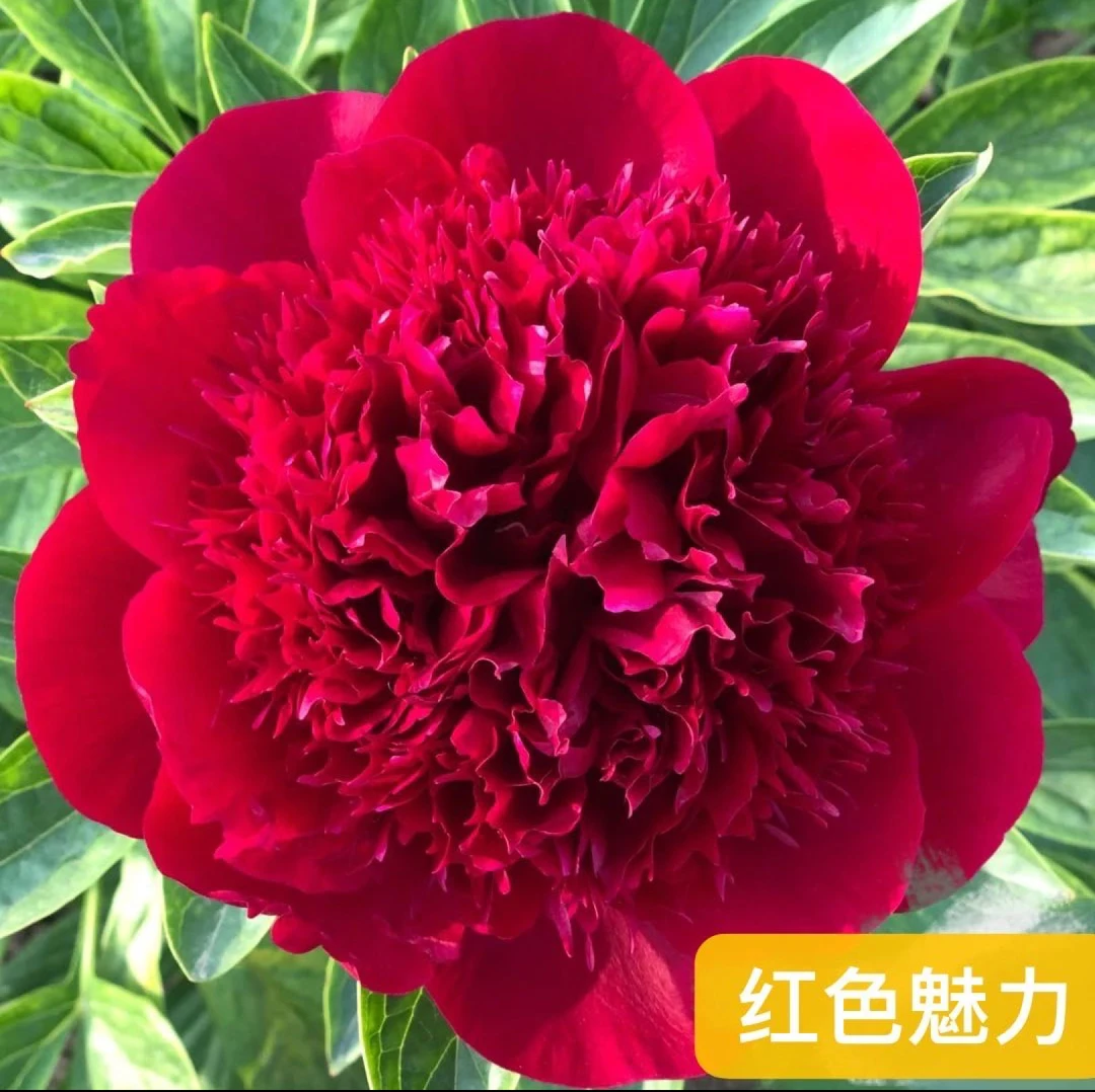 进口芍药种苗 红色魅力【秋季裸根发货，包对版】