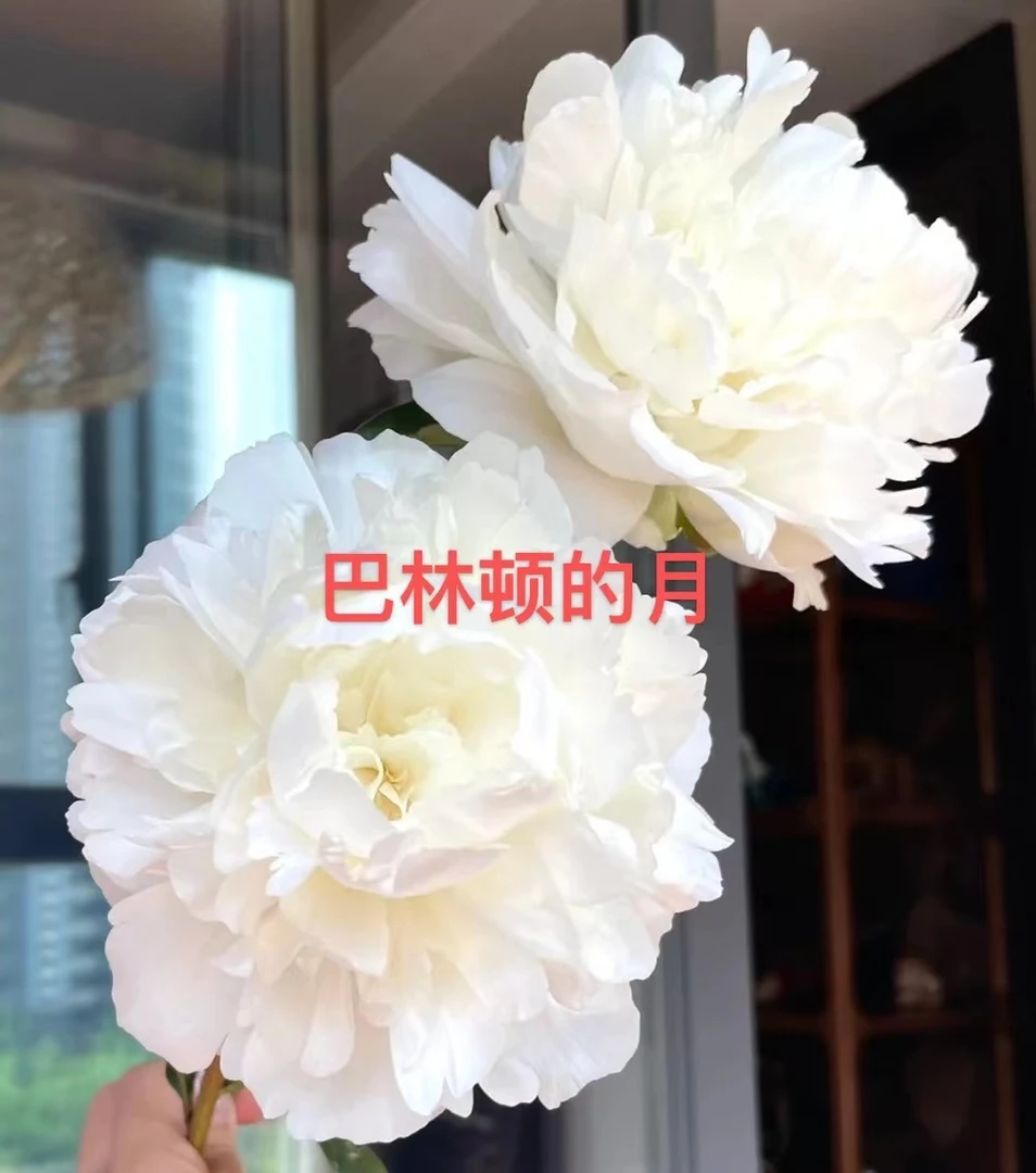 芍药种苗 巴林顿的月【秋季裸根发货，包对版】