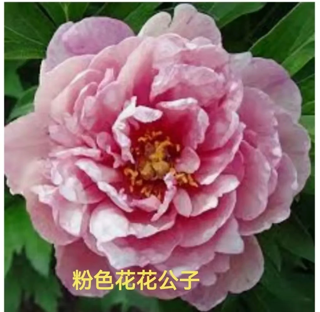 伊藤花苗 粉色花公子【秋季裸根发货包对版】