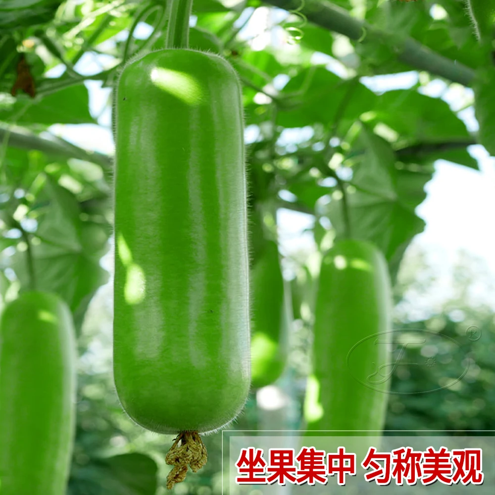 瓠瓜种子短棒蒲瓜种籽葫芦菜籽种大全四季盆栽早熟瓜满园蔬菜种孑