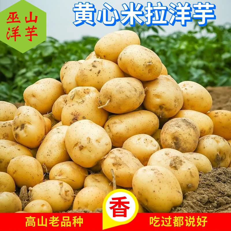 巫山黄心土豆米拉洋芋迷你马铃薯高山土豆 农家老品种洋芋5斤包邮