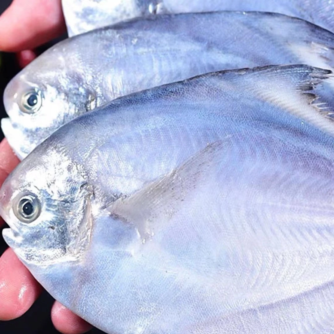 〖本地渤海湾平子鱼〗肉质鲜嫩4斤天津发货海鱼