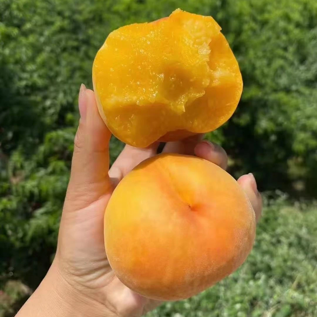 博鲜芷陕西黄金蜜黄桃2/4.5斤新鲜应季水果香甜爆汁【坏果包赔】