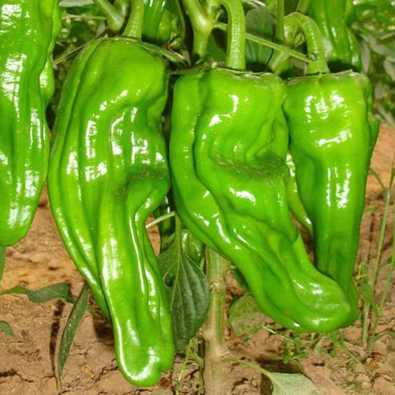 【顺丰快递】湖北本地薄皮青椒虎皮青椒3斤4.5斤现摘现发