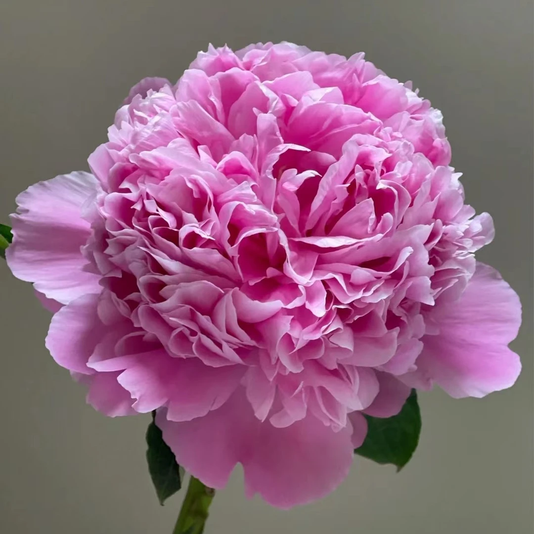 【优选】兰富士芍药粉色鲜花店内现货包邮