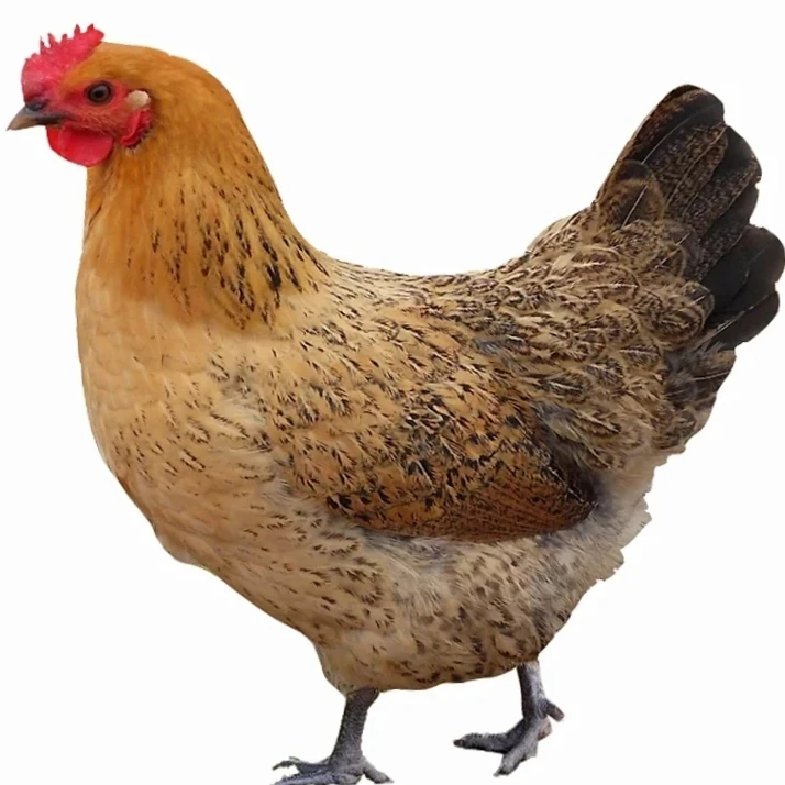 陵川土母鸡老母鸡汤自家山上散养吃玉米谷糠现杀新鲜营养农家特产