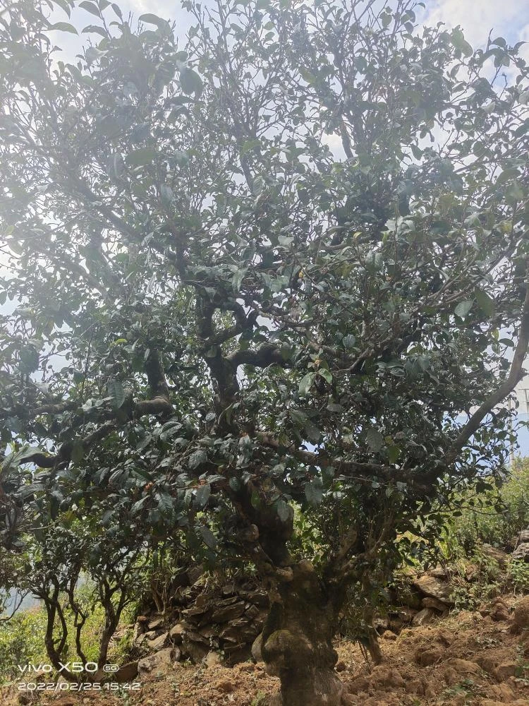 品鉴装20年磨烈古树混采16克，23懂过古树16克、23磨烈大树16克